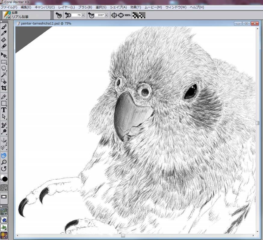 Painterソフトの鉛筆ツールでインコ絵を描いてみる Painter X3 近況 鳥道楽 ネケネケ