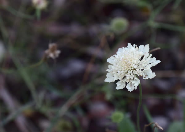 スカビオサ オクロレウカ ジージのドイツ花便り