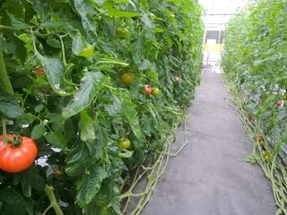 トマトの水耕栽培 花のたより 山のふみ 青森県立名久井農業高等学校