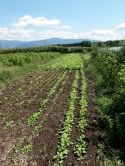 小豆の収穫のコツ 無農薬 自然菜園 自然農法 自然農 で 自給自足life 持続可能で豊かで自然な暮らしの分かち合い
