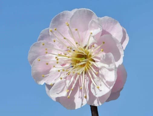 鉢植えの花梅 6 見驚 Koba の庭 春夏秋冬 鉢植えの花梅 6 見驚 Koba の庭 春夏秋冬