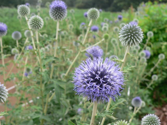 夏の花17 ルリタマアザミ 田舎へ行ってご 見てご