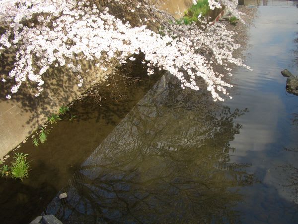 水面に揺れる桜