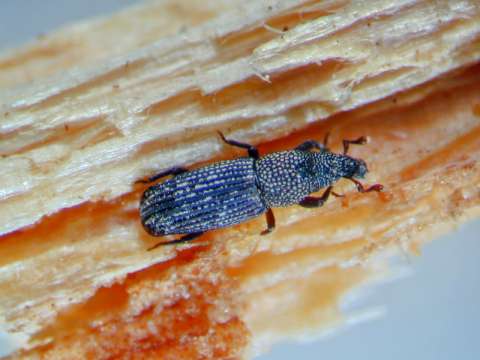 キクイサビゾウムシとシロアリの疑惑の関係 害虫屋の雑記帳 ブログ人の保存版 キクイサビゾウムシとシロアリの疑惑の関係 害虫屋の雑記帳 ブログ人の保存版
