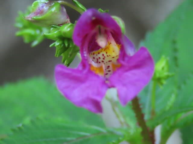 高ボッチ高原・鉢伏山で最近咲いている花　ツリフネソウ（釣船草）