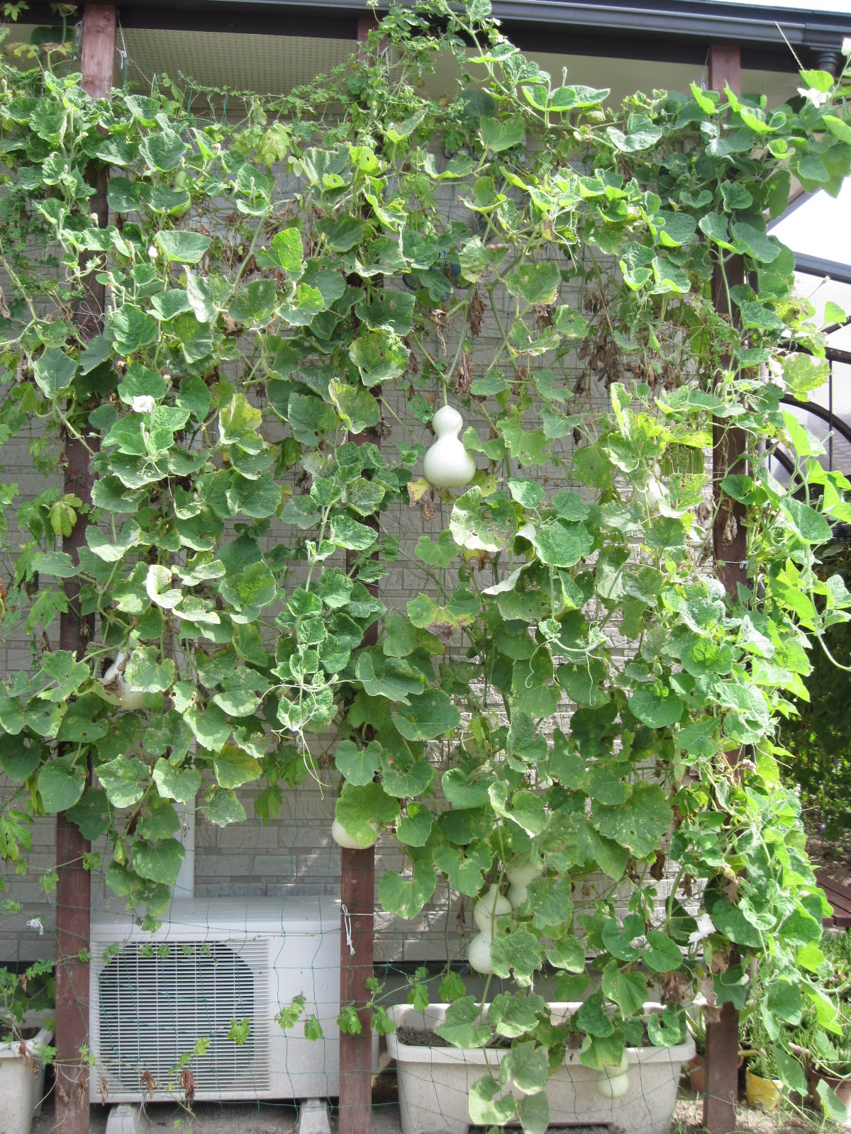 我が家の緑のカーテン・13・2010/09/30の画像