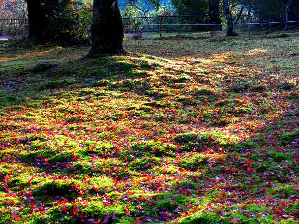 神護寺の苔の上の落ち葉