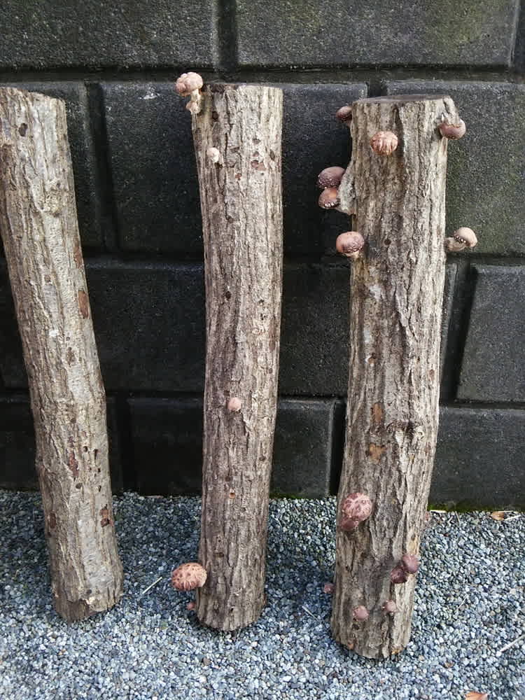 松茸だとイイのにな コーちゃんのブログ