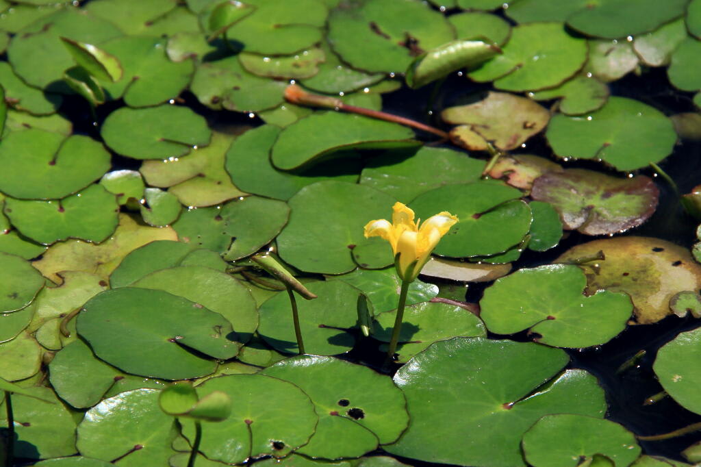 季節の花 アサザの画像