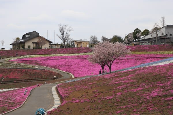 太田八王子山公園の芝桜 写真ブログ