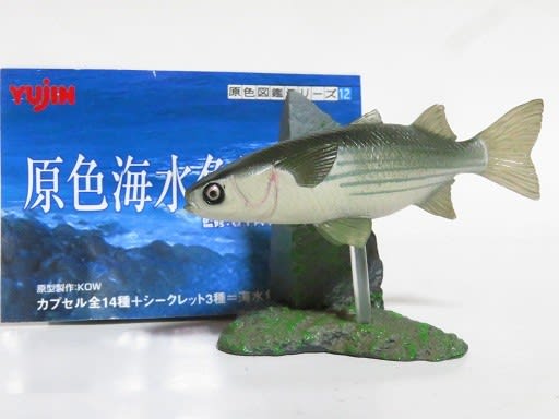 原色海水魚図鑑Ⅱ 鯔 - お気楽忍者のブログ 弐の巻