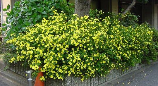 黄色い花の正体 ｇｏｒｏ ｓ 花 ｄｉａｒｙ
