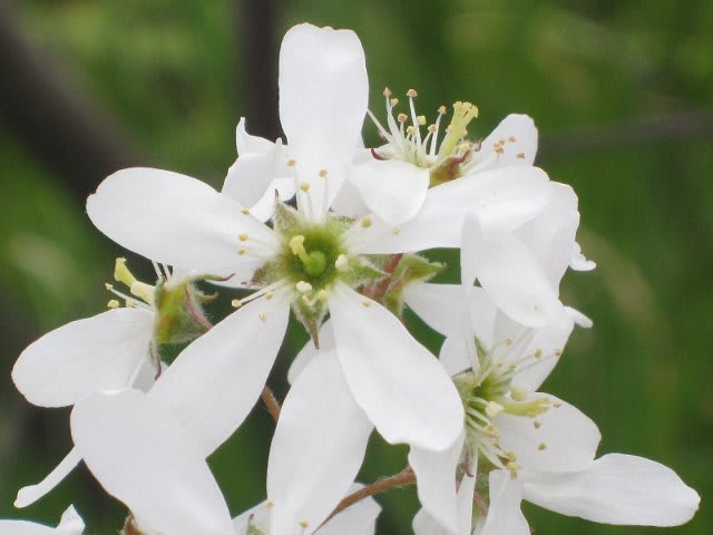 果樹の白い花 6種類 せっかくですから