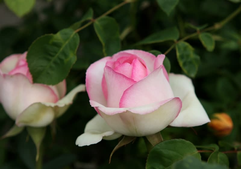 ピンクの縁取りのある白薔薇 由仁 日々是好写真 毎日の写真生活日記と紀行メモリー