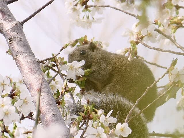 山桜の花を食べるタイワンリス 庭先の四季