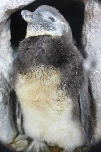 15年8月のブログ記事一覧 ペンギン音頭