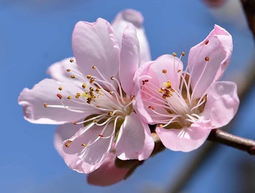 庭の実桃「武井白鳳」2023 （１） 春の花 - Koba の庭～春夏秋冬