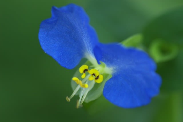 ツユクサ 鮮やかな青と黄色のコントラストが美しい花は4月12日の誕生花 Aiグッチ のつぶやき