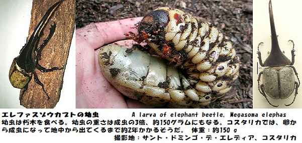 閑仁耕筆 海外放浪生活 彷徨の末 日々之好日 涯 如水 壺公