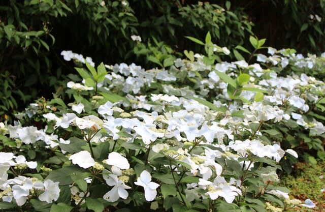 冬あじさい 沖縄の四季の花