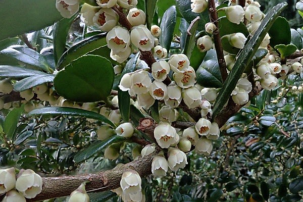 幹にびっしりと小さな白い花 ハマヒサカキ Miracle Nature 奄美大島の自然