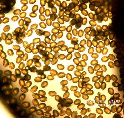 菜の花の花粉 各種顕微鏡写真でがってん 花 動物の写真のペ ジgoo