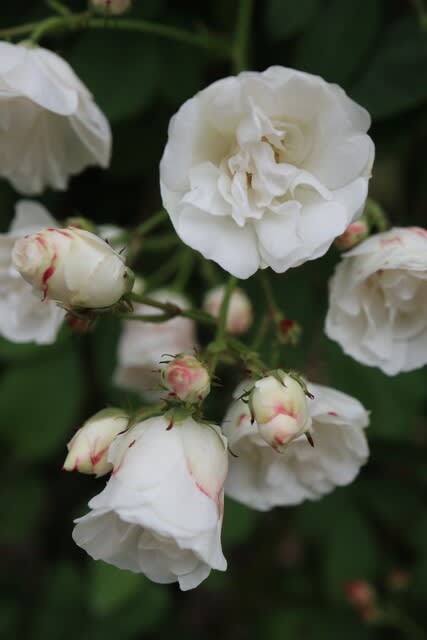 群れて咲く白のつるバラ 群星 春薔薇シリーズ 21 244 野の花 庭の花