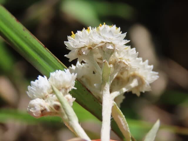 高ボッチ高原・鉢伏山の植物　ヤマハハコ（山母子）