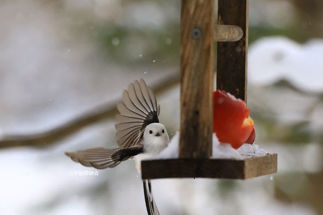 シマエナガとリンゴ 宇宙探偵