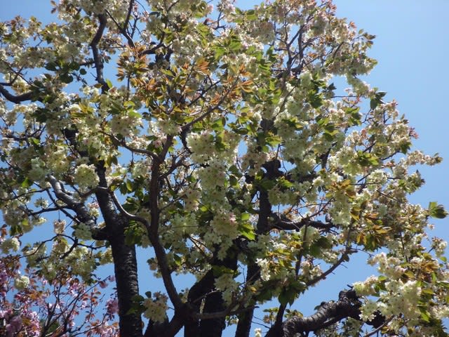 ウコンザクラ 鬱金桜 とギョイコウザクラ 御衣黄桜 18 花熟里 けじゅくり の静かな日々