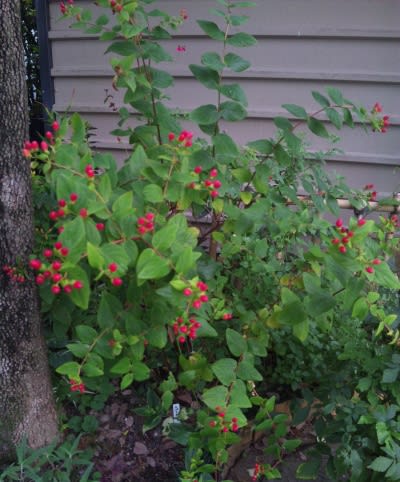 ヒペリカムの真っ赤な実 ｎｉｗａ ｎｉｈａ ｈａｎａ 庭には花
