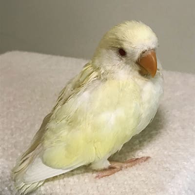 生後1ケ月のコザクラインコの雛を販売中 コザクラインコ東京 生後1ケ月のコザクラインコの雛を販売中 コザクラインコ東京