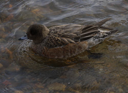 諏訪湖のヒドリガモ （緋鳥鴨）の雌