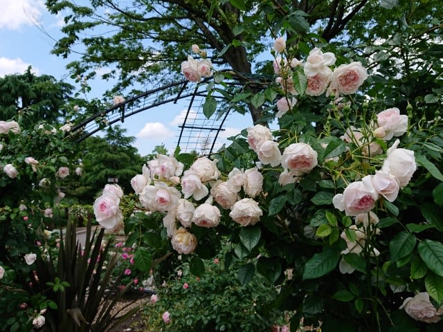 名城公園のバラが素敵でした 東山植物園 旬の花