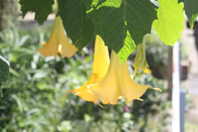 うるわしの白百合 Happychristmas うるわしの白百合 Happychristmas