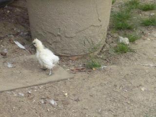 チャボかわいいですね こたつでみかん チャボかわいいですね こたつでみかん