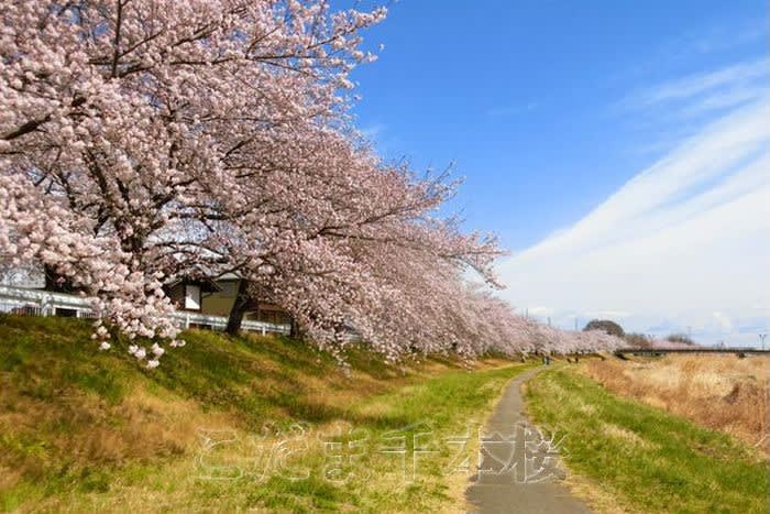 こだま千本桜 四季 めぐりめぐりて こだま千本桜 四季 めぐりめぐりて