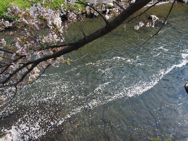 散りゆく桜と花筏 庭先の四季 散りゆく桜と花筏 庭先の四季