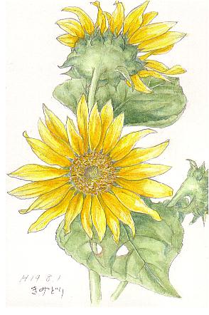 ひまわりの花 イラスト 花を描いたポストカード