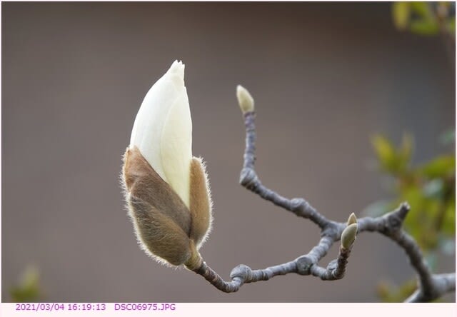 ハクモクレン 白木蓮 蕾から開花へ 都内散歩 散歩と写真