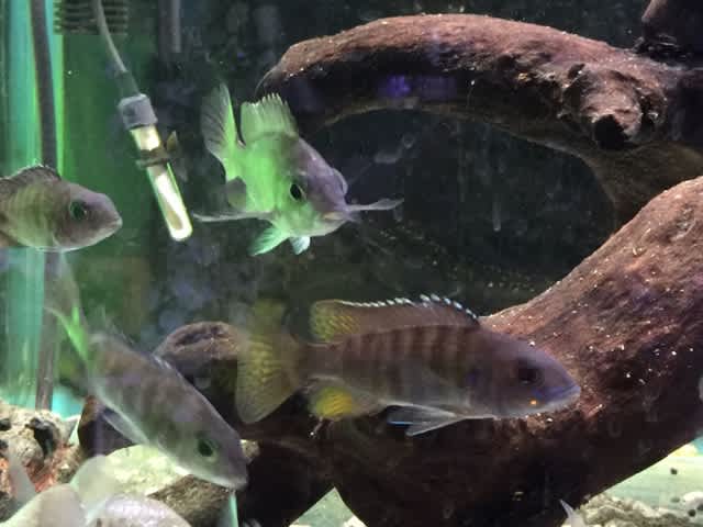 ひと足早く情報発信 アクアズ 店長ブログ