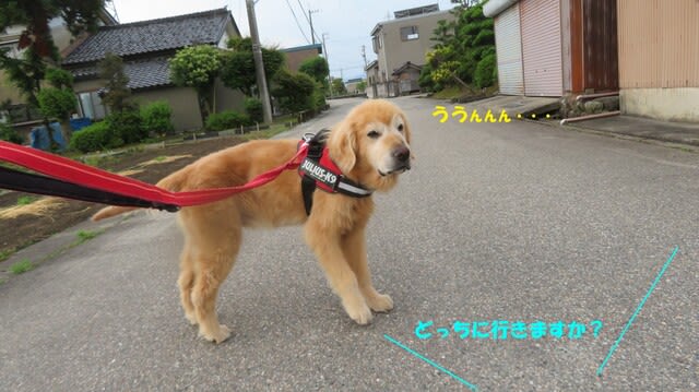 カンタの人生 犬生 の半分は闘病生活 ゴールデンレトリバー カンタとの日々 Part2 カンタの人生 犬生 の半分は闘病生活 ゴールデンレトリバー カンタとの日々 Part2