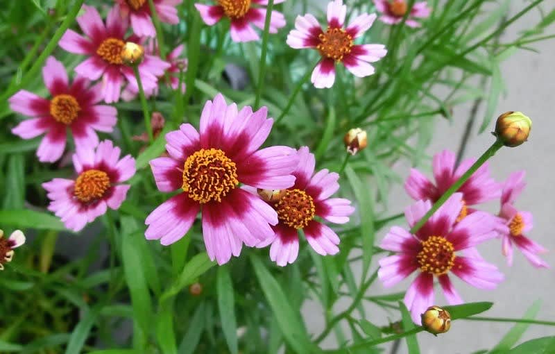 コレオプシス ガーネットピンクの花は ブーケ