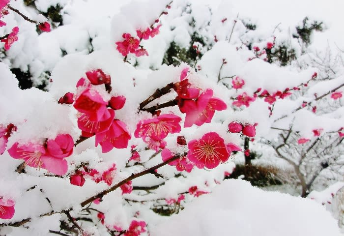 雪やこんこ あられやこんこ ひげ爺さんのお散歩日記