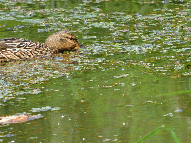 あいの里公園でバードウォッチング 06 21 獅子丸のモノローグ あいの里公園でバードウォッチング 06 21 獅子丸のモノローグ