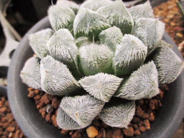 ｍｙ ｆａｖｏｒｉｔｅ ｐｌａｎｔｓ