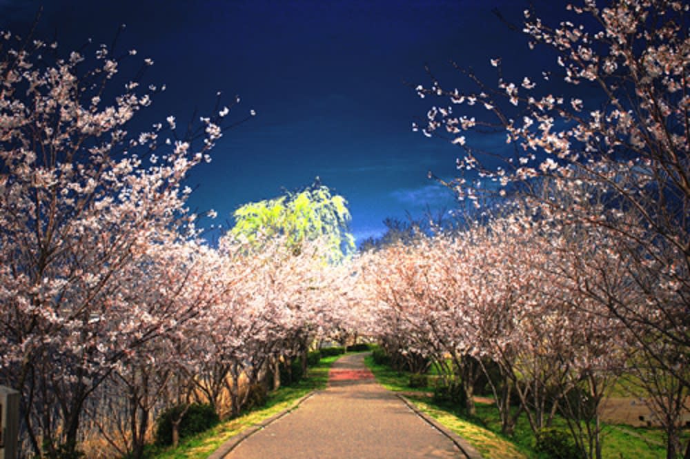 我孫子の 手賀沼遊歩道 桜のライトアップ の紹介 布施弁天界隈の自然と歴史情報