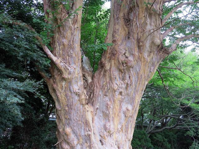 シマサルスベリ　巨樹