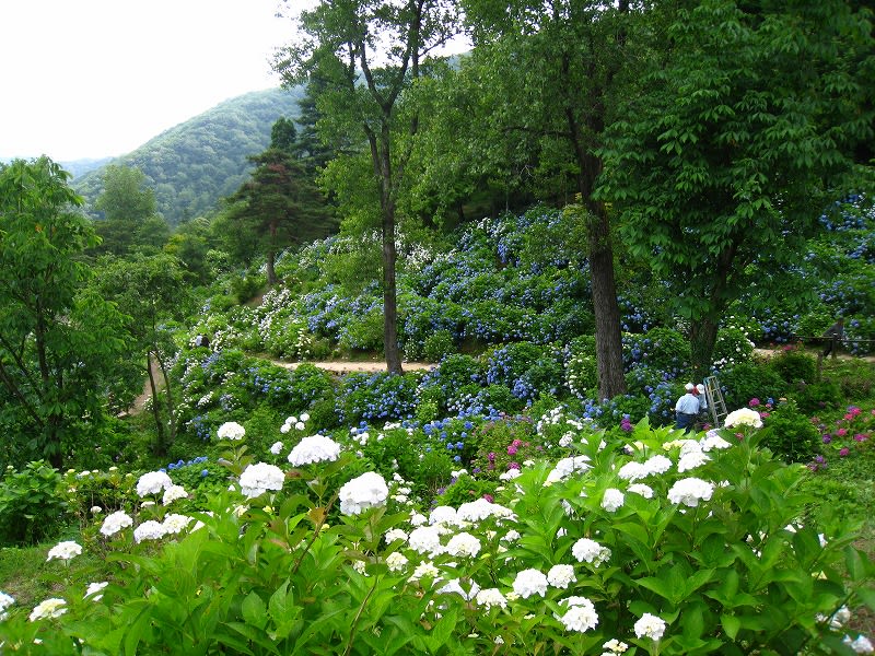 舞鶴自然文化園 紫陽花 12 6 25 京の四季 名勝散策 写真集