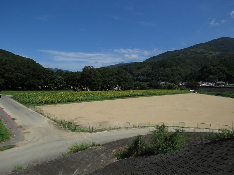 大洲の向日葵 黒ラブのいる生活